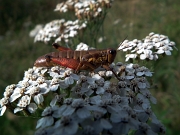 17 grillo su iberidella alpina (Pritzelago alpina)......